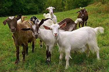 Closantel Sodium Injection For Goats Closantel Sodium Injection For Goats